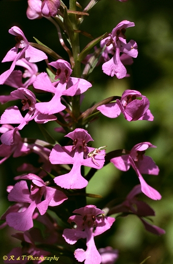 {Platanthera peramoena}